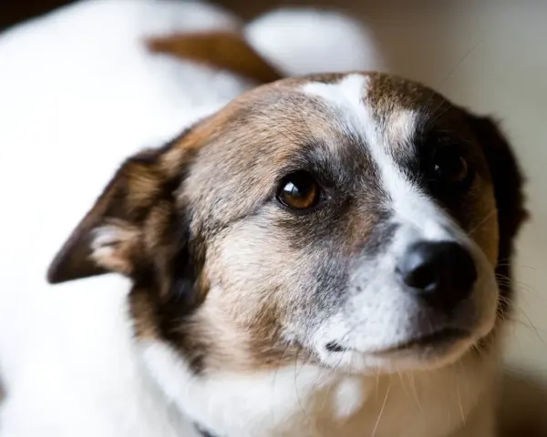 Chienne au regard doux, peut-être en attente d'un traitement pour grossesse nerveuse. Son pelage blanc et brun est bien visible.