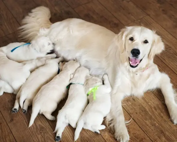 Une maman golden retriever veille sur ses adorables chiots, une scène touchante de naissance de chiot.