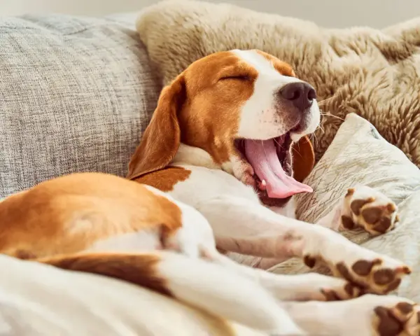 Un chien qui baille, un beagle endormi sur un canapé confortable, sa langue rose pendante.