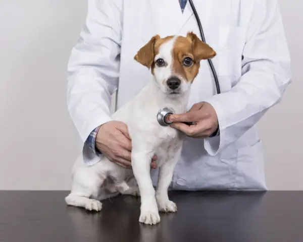 Un vétérinaire examine un petit chien blanc et brun avec un stéthoscope, vérifiant un possible souffle au cœur.