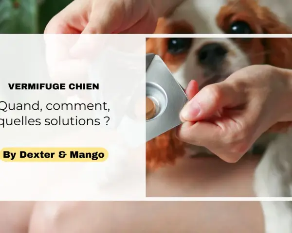 Main d'une personne sortant un comprimé de vermifuge chien d'une plaquette, pour son compagnon à quatre pattes.