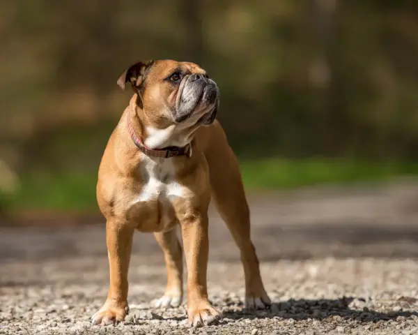Un adorable bouledogue au pelage fauve, un de ces bulle dogs au regard fier, se tient sur un chemin caillouteux, profitant du soleil.
