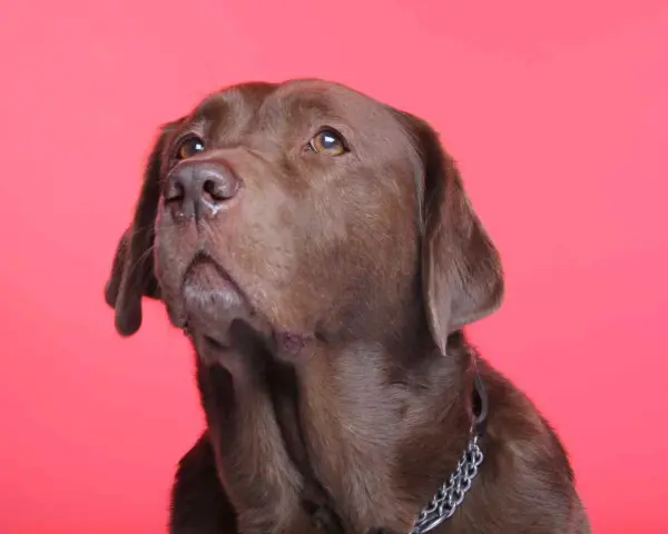 Un labrador brun au regard pensif, rappelant l'importance de la bonne santé pour une longue espérance de vie labrador.