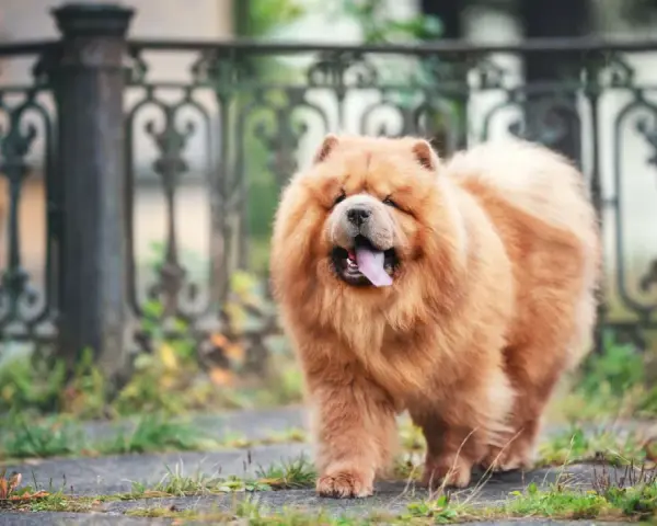 Un adorable chow chow roux, avec sa langue rose sortie, se promène près d'une grille ornementale.