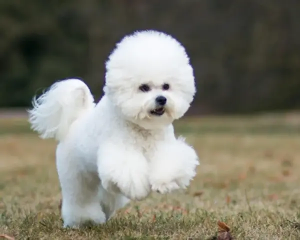 Un adorable bichon frisé court joyeusement dans l'herbe, sa fourrure blanche comme neige flottant au vent.