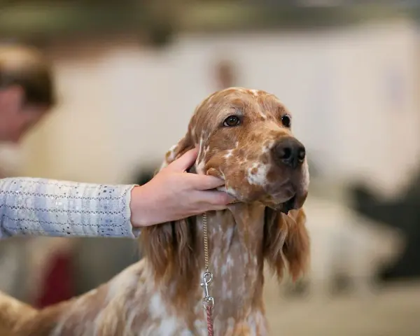 Un setter anglais lemon, au pelage tacheté, est caressé par une main.