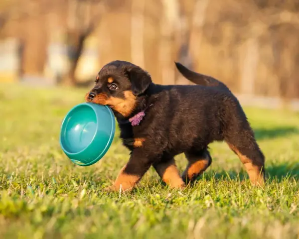 Un chiot Rottweiler porte sa gamelle, prêt à nourrir.