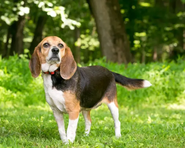 Un beagle chien longue oreille, au pelage tricolore, se tient dans l'herbe verte, le regard tourné vers le ciel.