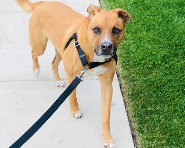Chien brun portant un harnais anti-traction, marchant sur un trottoir à côté d'une pelouse verte.