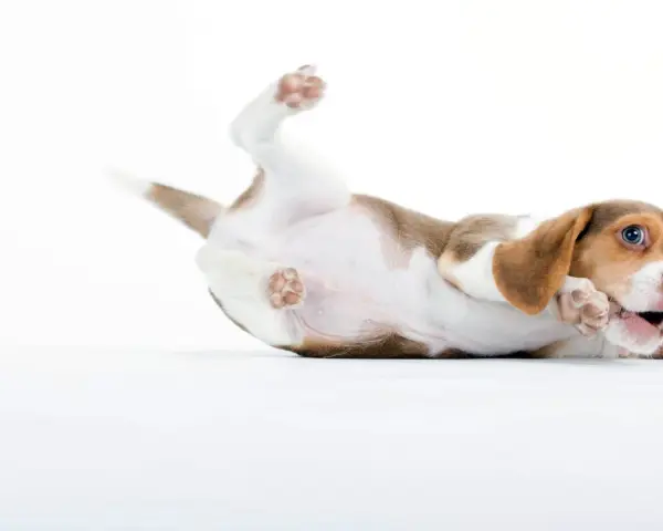 Un chiot beagle joueur se roule sur le dos, ses pattes en l'air. Il est en pleine phase de sevrage chiot, découvrant le monde avec curiosité.
