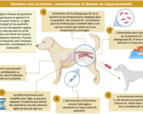 Illustration expliquant le pyomètre chez la chienne, une infection utérine grave. La bactérie E. coli est souvent en cause.
