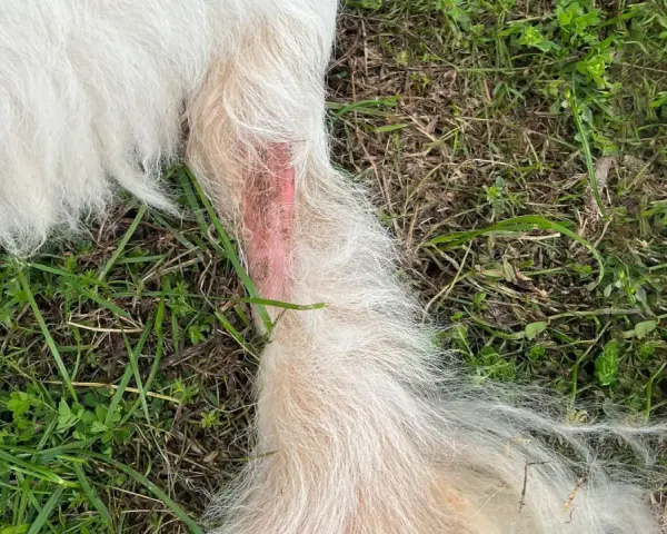 Zone rouge sur la patte d'un chien, signe d'un hot spot contagieux. La peau est irritée et le poil semble avoir été arraché.
