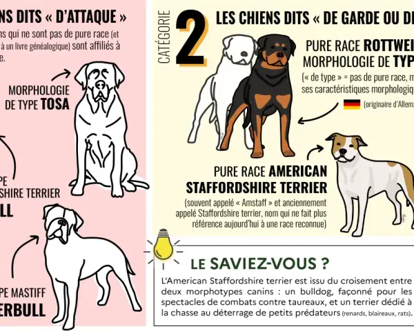 Un pit-bull, morphologie de type American Staffordshire Terrier, est représenté dans la catégorie des chiens dits "d'attaque".
