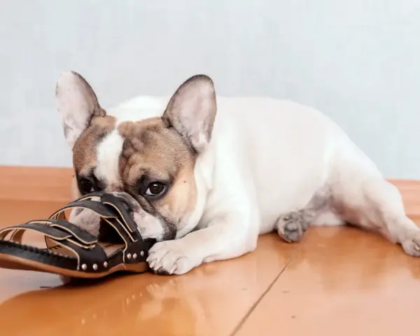 Un bouledogue français, ce chien qui mâchouille tout le temps, est allongé sur le sol en bois, la tête posée sur une sandale noire.