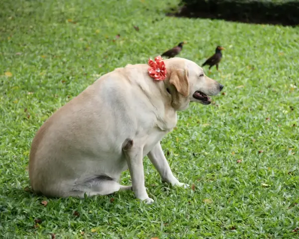 Labrador corpulent, orné d'une fleur rouge, sur l'herbe. Il est temps de penser à comment faire perdre du poids à un chien pour sa santé.