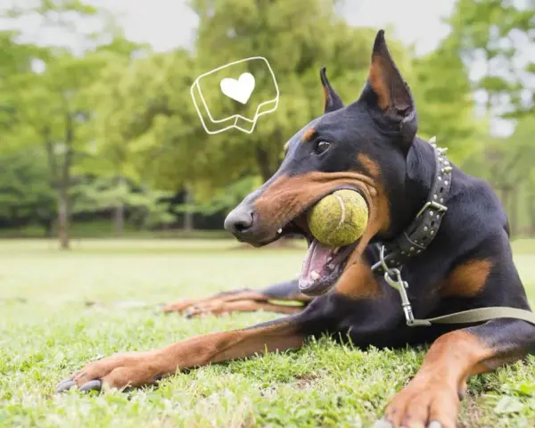 Doberman joueur avec une balle dans la gueule, un cœur stylisé au-dessus. Attention au **sabot pour chien danger** si la balle est trop petite.