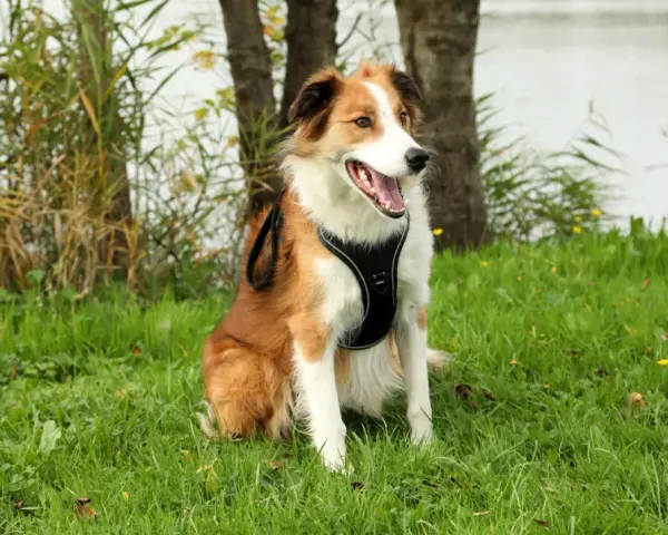 Chiot de 4 mois, heureux après sa promenade, assis dans l'herbe près d'un lac.