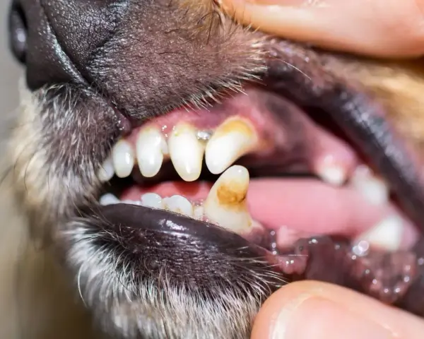 Dents jaunies et abîmées d'un chien, signe d'un danger potentiel pour sa santé, peut-être lié à des jouets comme un Benebone.
