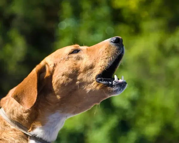 Un chien qui aboie tout le temps, la gueule ouverte, les dents visibles, sur fond vert flou.