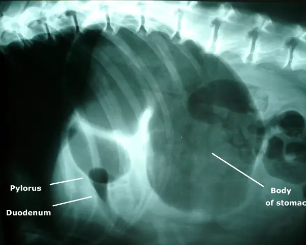 Radiographie montrant une dilatation de l'estomac d'un chien, avec le pylorus et le duodénum visibles.