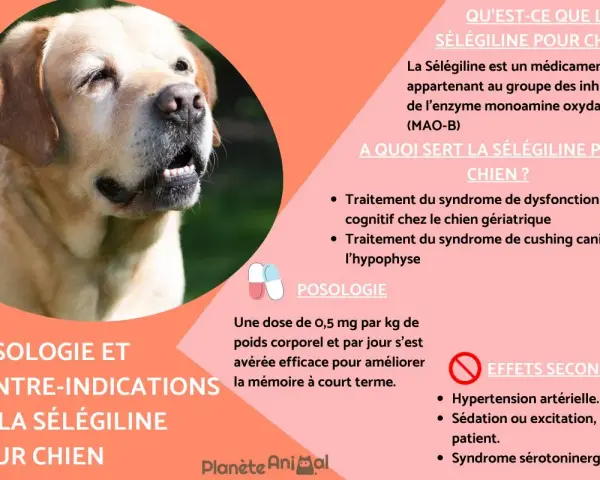 Un labrador au gros plan, avec des informations sur la sélégiline pour chien, un traitement pour les chiens âgés.