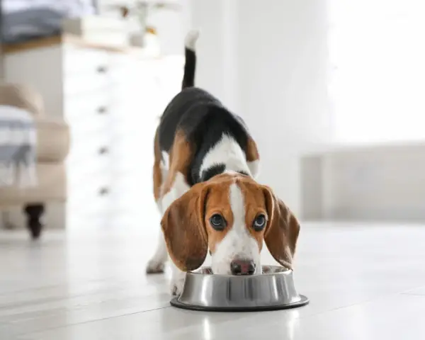 Un beagle mange dans sa gamelle. Il est important de connaître la quantité de viande pour un chien de 10 kg pour une alimentation équilibrée.