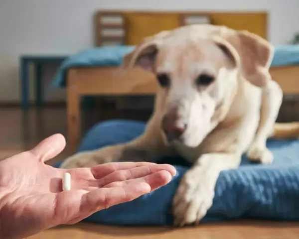 Main d'une personne tenant une pilule, un chien blanc regarde attentivement. Ce pourrait être une vitamine K pour chien.