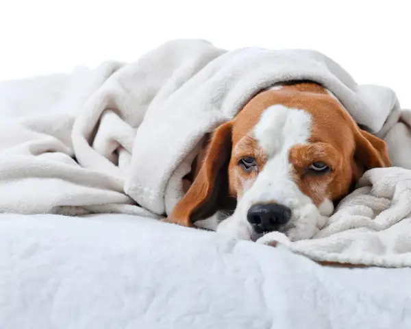 Un beagle fatigué, emmitouflé dans une couverture, semble souffrir d'un gastro chien contagieux.