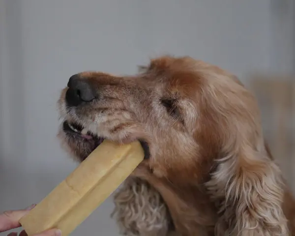 Un chien ronge un fromage de yak. Attention, ce type de friandise peut présenter un danger pour votre chien.