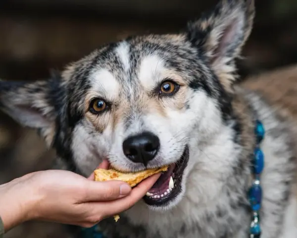 Un chien mange une friandise. Attention, certaines friandises pour chien peuvent présenter un danger.