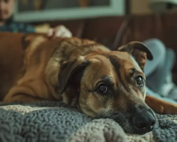 Un chien brun repose sur une couverture, l'air triste. Son maître est derrière lui. Mon chien à perdu son compagnon que faire ?