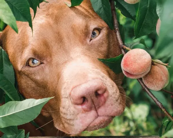 Un chien brun regarde curieusement à travers les feuilles d'un pêcher, avec des pêches mûres à portée de museau.