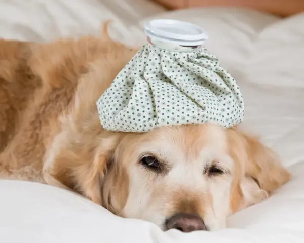 Un golden retriever malade, avec une poche de glace sur la tête, se repose. Combien de temps dure un rhume chez le chien ?