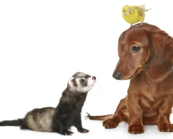 Un furet curieux regarde un chien teckel brun, avec un petit oiseau jaune perché sur la tête du chien.