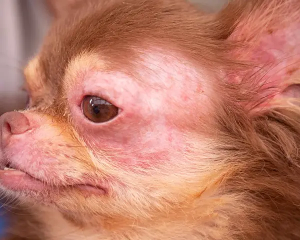Visage de chien chihuahua avec une peau rouge et irritée autour des yeux et du museau. Peut-on devenir allergique au chien du jour au lendemain ?