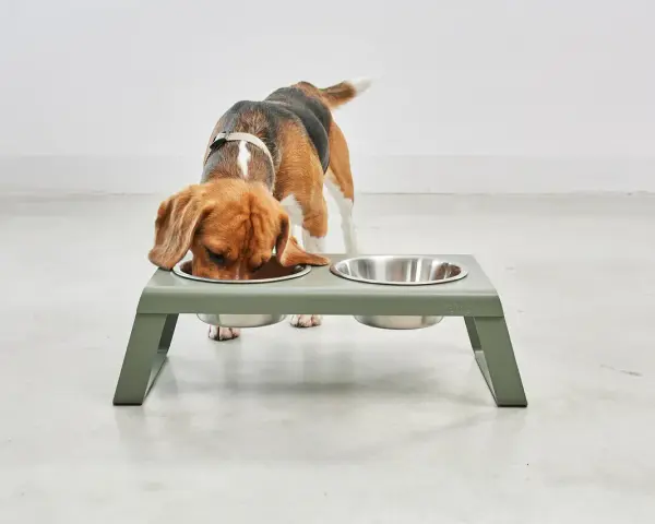 Un beagle mange dans une gamelle surélevée. Attention, une gamelle surélevée chien danger pour les chiens qui mangent trop vite.