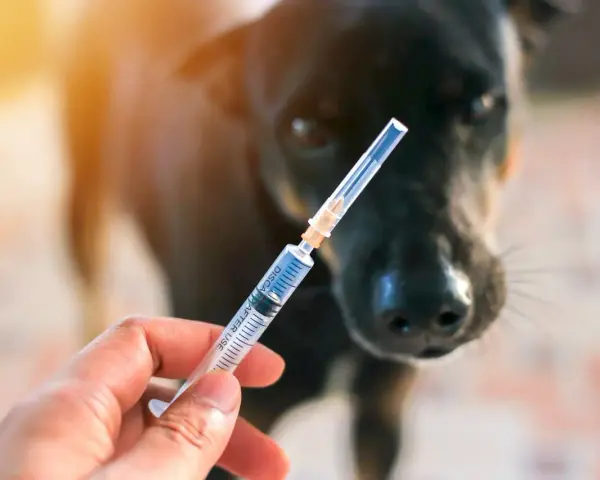 Une main tient une seringue devant un chien noir. La question est : un chien vacciné peut-il attraper la rage ?