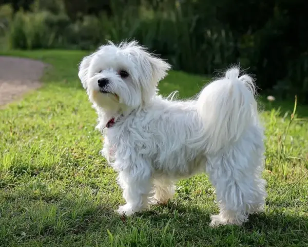 Un adorable bichon maltais blanc, au poil long et soyeux, se tient fièrement dans l'herbe verte.