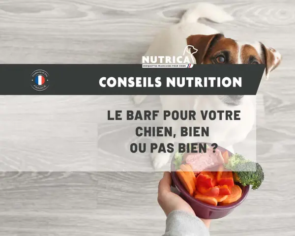 Un chien regarde un bol de légumes et de viande, posé sur un fond en bois. Le texte "Conseils Nutrition" et "Le BARF pour votre chien, bien ou pas bien ?" est affiché.