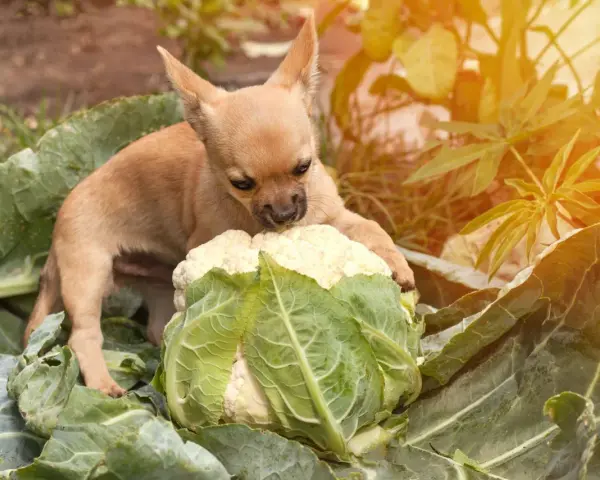 Un adorable chiot chihuahua découvre un chou-fleur dans le potager. Ce petit chou chien semble intrigué par ce légume géant.