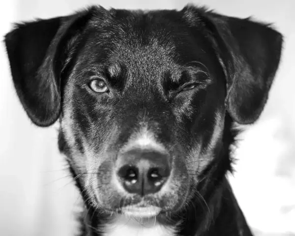 Un chien noir fait un clin d'œil, son œil gauche ouvert, suggérant une consultation en ophtalmologie vétérinaire.