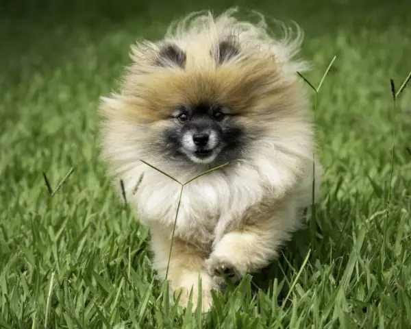 Un adorable Spitz nain court dans l'herbe. Il est encore jeune, mais on se demande à quel âge un spitz nain est propre.