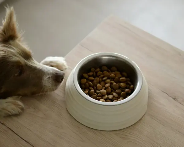 Un chien brun regarde avec envie sa gamelle remplie de croquettes, prêt à déguster son alimentation.