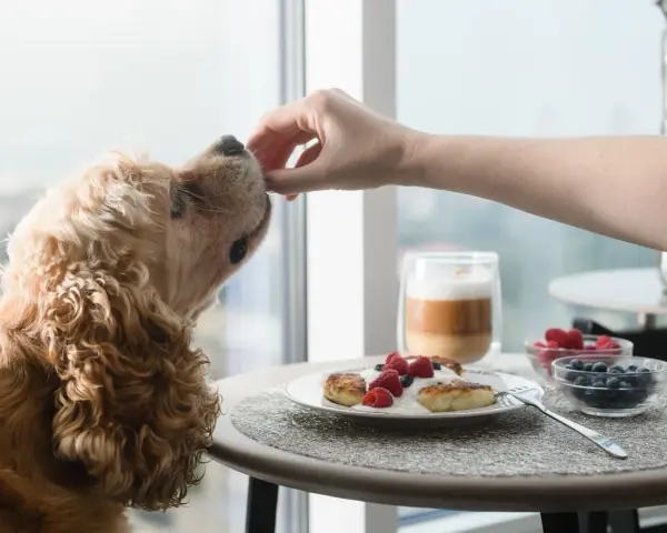 Un chien reçoit une friandise de la main d'une personne. Sur la table, un plat de pancakes au yaourt et aux fruits, peut-être pour aider à la constipation du chien.