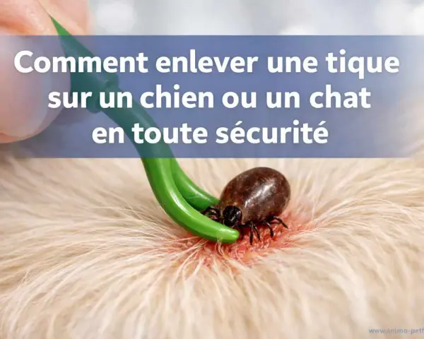 Utilisation d'un tire-tique pour enlever une tique sur un animal.