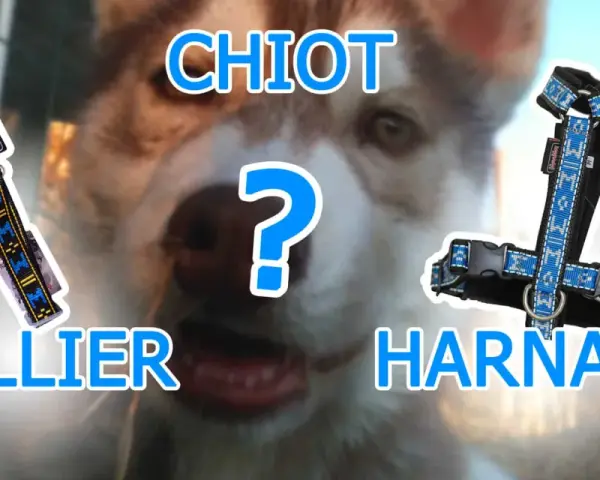 Collier ou harnais pour chien qui tire ? Lequel choisir pour votre chiot ?