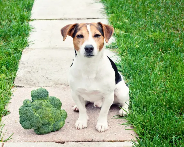 Un chien Jack Russell est assis à côté d'un gros brocoli sur un chemin en dalles.