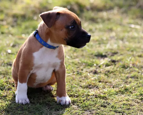 Un adorable chiot staff, au pelage brun et blanc, porte un collier bleu. Il est assis dans l'herbe, curieux.