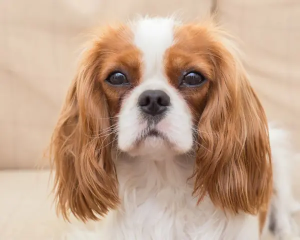 Un adorable cavalier king charles adulte au regard doux, avec son pelage roux et blanc.