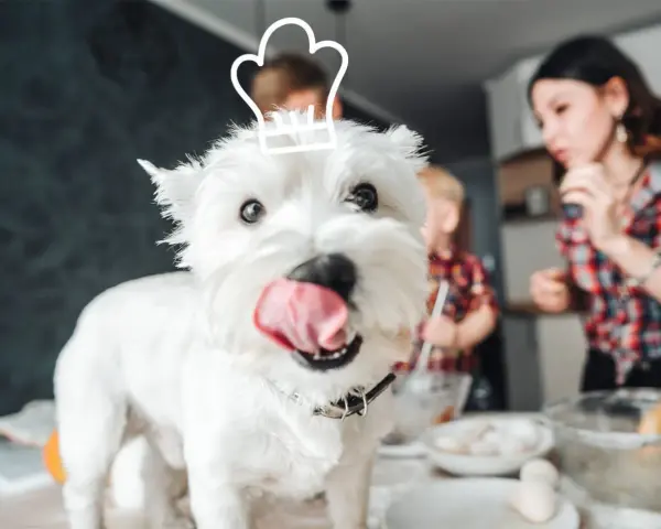 Un adorable Westie, coiffé d'un chapeau de chef, attend avec impatience de faire des gâteries avec sa famille en cuisine.